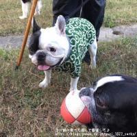 フレンチブルドック