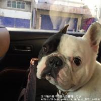 フレンチブルドック