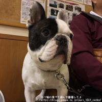 フレンチブルドック