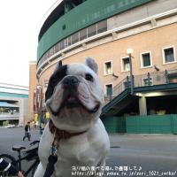 フレンチブルドック