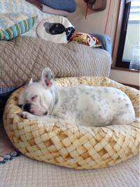 フレンチブルドック