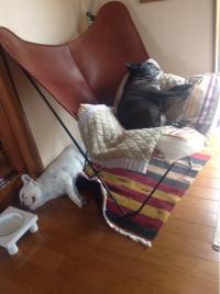 フレンチブルドック