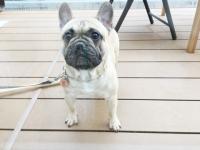 フレンチブルドック