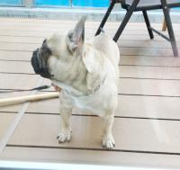 フレンチブルドック