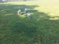 フレンチブルドック