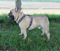 フレンチブルドック