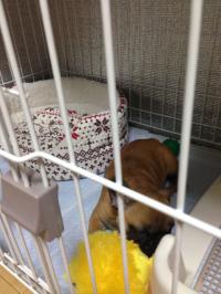 フレンチブルドック