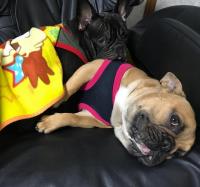 フレンチブルドック