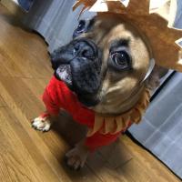 フレンチブルドック