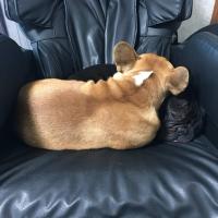 フレンチブルドック