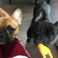 フレンチブルドック