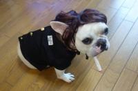 フレンチブルドック