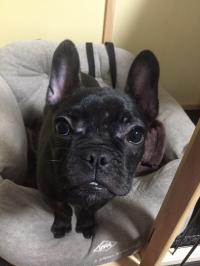 フレンチブルドック
