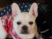 フレンチブルドック