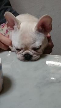 フレンチブルドック