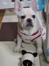 フレンチブルドック