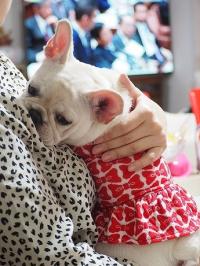 フレンチブルドック