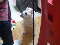 フレンチブルドック