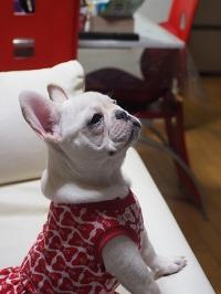 フレンチブルドック