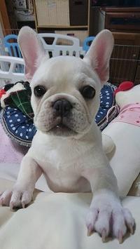 フレンチブルドック