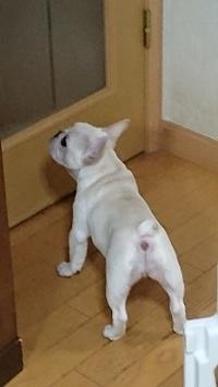 フレンチブルドック