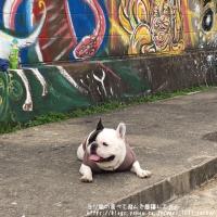 フレンチブルドック