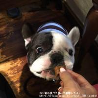 フレンチブルドック