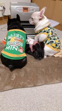 フレンチブルドック