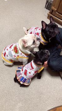 フレンチブルドック