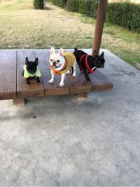 フレンチブルドック