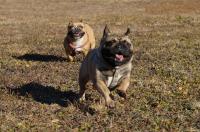 フレンチブルドック