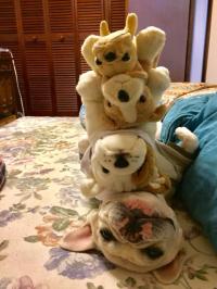 フレンチブルドック