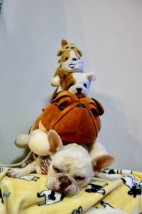 フレンチブルドック