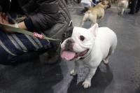 フレンチブルドック