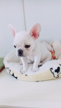 フレンチブルドック