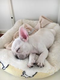 フレンチブルドック