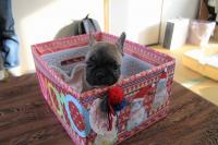 フレンチブルドック