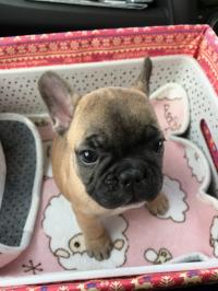 フレンチブルドック