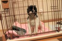 フレンチブルドック