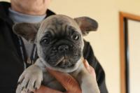 フレンチブルドック