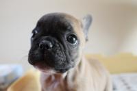 フレンチブルドック