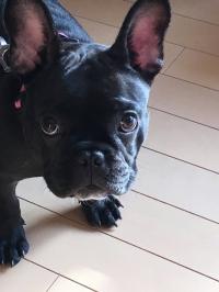 フレンチブルドック