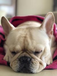 フレンチブルドック
