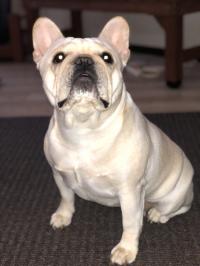 フレンチブルドック