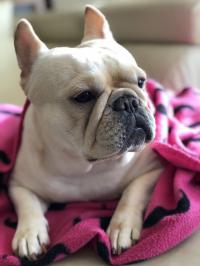 フレンチブルドック