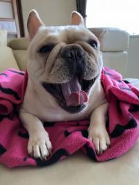 フレンチブルドック