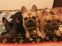 フレンチブルドック