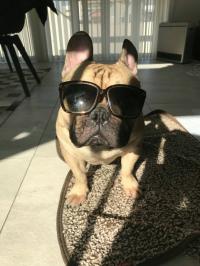 フレンチブルドック