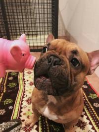 フレンチブルドック