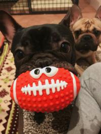 フレンチブルドック